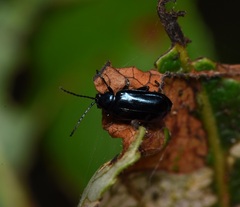 Chrysomeloidea
