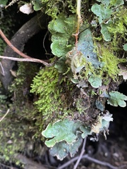 Peltigera aphthosa