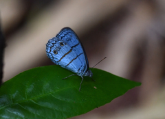 Caeruleuptychia aetherialis