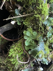 Peltigera aphthosa