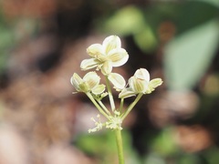 Harbouria trachypleura