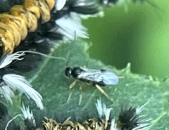 Microgastrinae