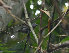 Thamnophilus schistaceus