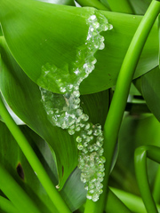 Agalychnis dacnicolor