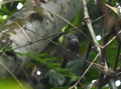 Thamnophilus schistaceus