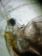Simocephalus