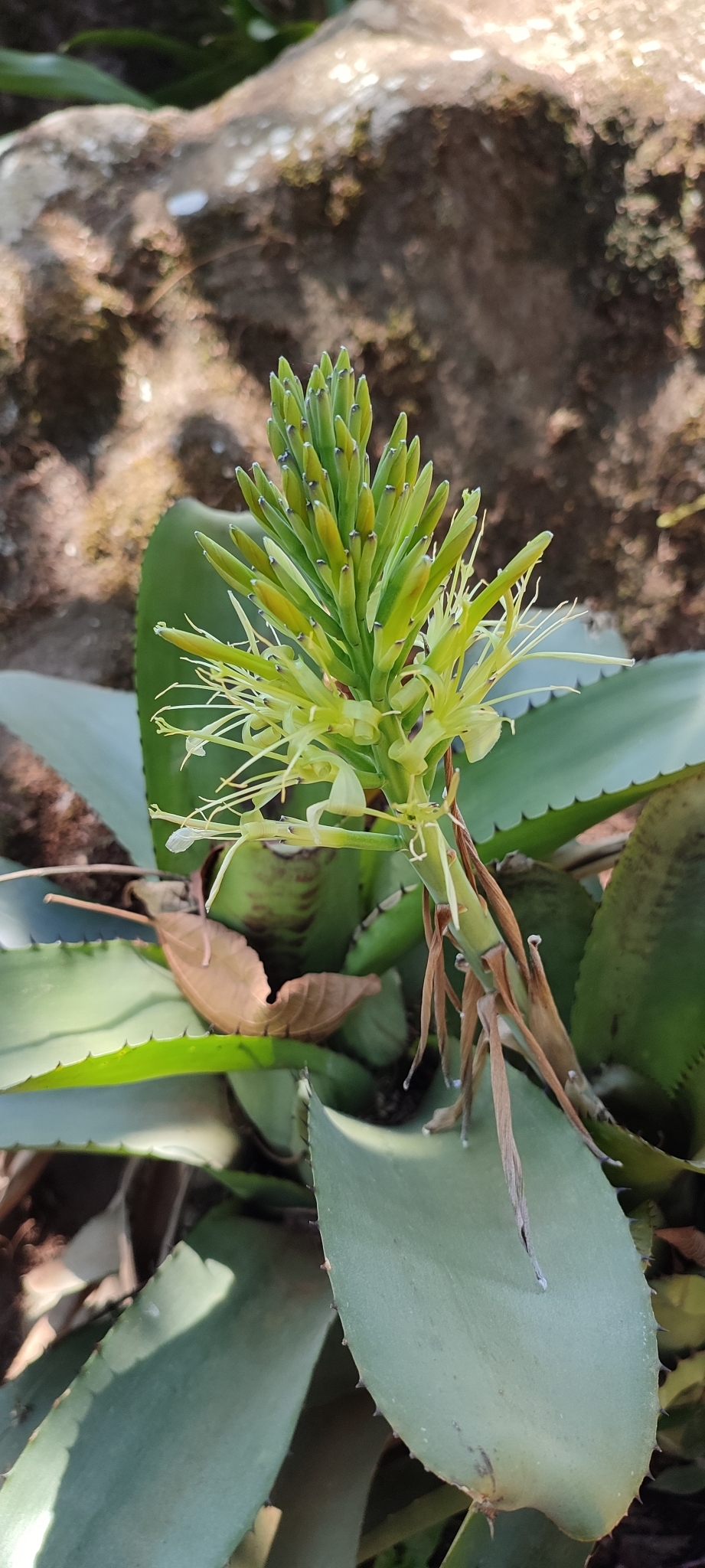 Billbergia horrida