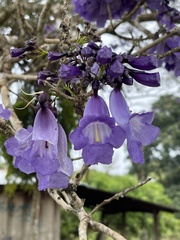 Jacaranda