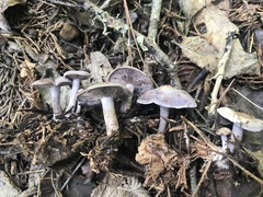 Clitocybaceae