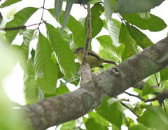 Zimmerius cinereicapilla