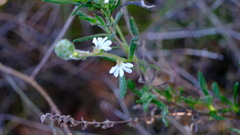 Scaevola