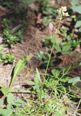 Harbouria trachypleura
