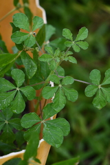 Cleome viscosa