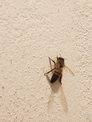Apis mellifera