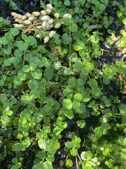 Chrysosplenium americanum