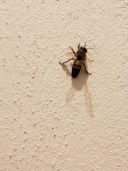 Apis mellifera