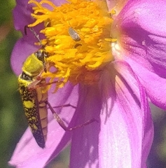 Ochraethes sulphurifer