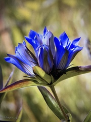 Gentiana puberulenta