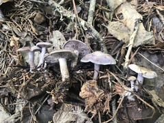 Clitocybaceae