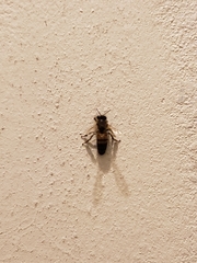 Apis mellifera