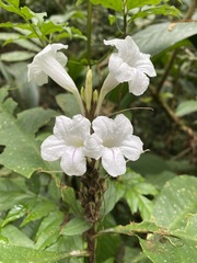 Ruellia proxima