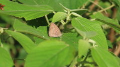 Hermeuptychia hermes