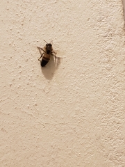 Apis mellifera