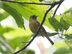 Mionectes oleagineus