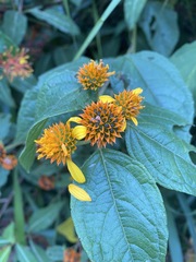 Tilesia baccata