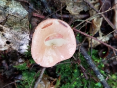 Russula fragilis