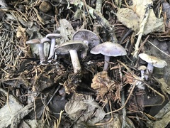 Clitocybaceae
