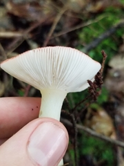 Russula fragilis