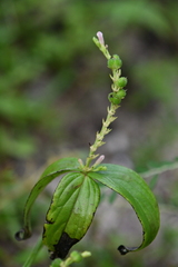 Spigelia