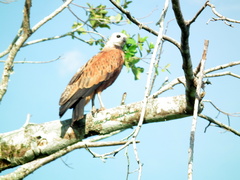 Busarellus nigricollis