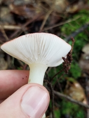 Russula fragilis