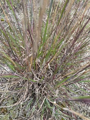 Schizachyrium scoparium