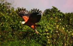 Busarellus nigricollis