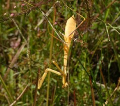 Stagmomantis floridensis