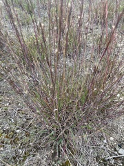 Schizachyrium scoparium