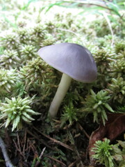Entoloma indigoferum