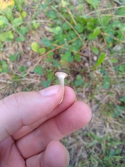 Ampulloclitocybe clavipes