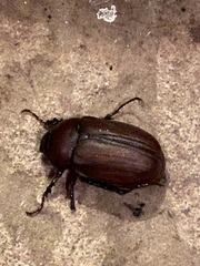 Phyllophaga