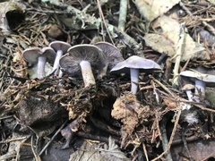 Clitocybaceae