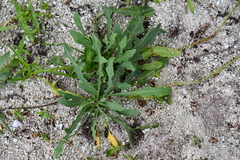 Launaea sarmentosa
