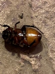 Phyllophaga