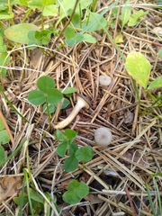 Ampulloclitocybe clavipes