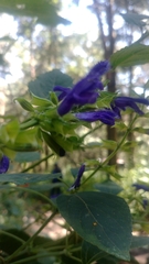 Salvia mexicana