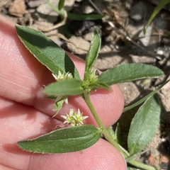 Ditaxis humilis