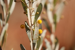 Acacia dictyophleba