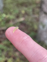 Alsophila pometaria